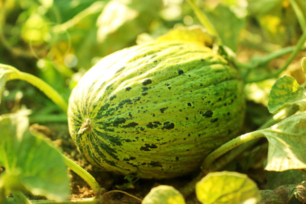 Fresh Melon stock photo