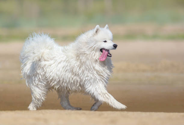istock White samoyed dog running on beach. Full color nature background. 677710712