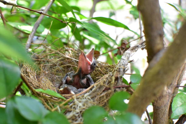 istock Birds waiting for the mother to feed 677710886