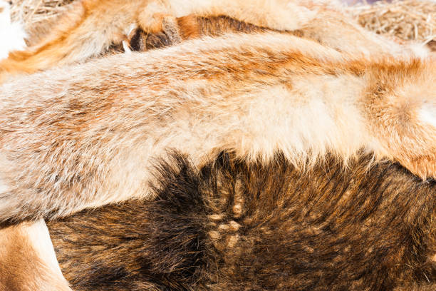 istock Fox and wild boar furs on display for sale 677712338
