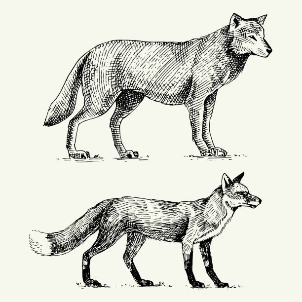 wild grey wolf and red fox engraved hand drawn in old sketch style, vintage animals wild grey wolf and red fox engraved hand drawn in old sketch style, vintage animals. wolf illustrations stock illustrations