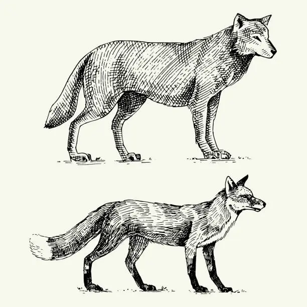 Vector illustration of wild grey wolf and red fox engraved hand drawn in old sketch style, vintage animals