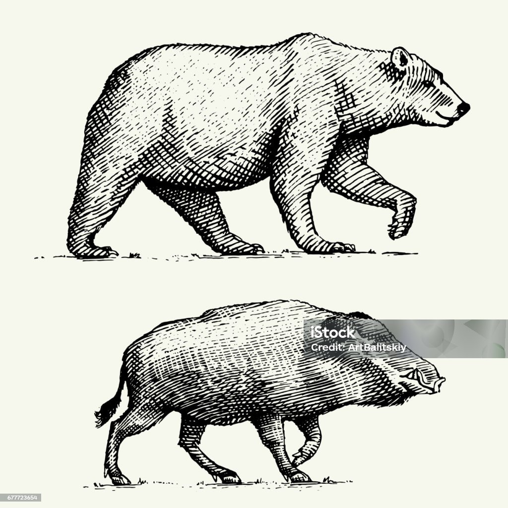 wild Bear grizzly and boar or pig engraved hand drawn in old sketch style, vintage animals wild Bear grizzly and boar or pig engraved hand drawn in old sketch style, vintage animals. Bear stock vector
