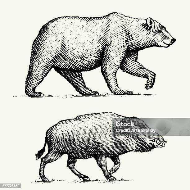 Wild Bear Grizzly And Boar Or Pig Engraved Hand Drawn In Old Sketch Style Vintage Animals Stock Illustration - Download Image Now