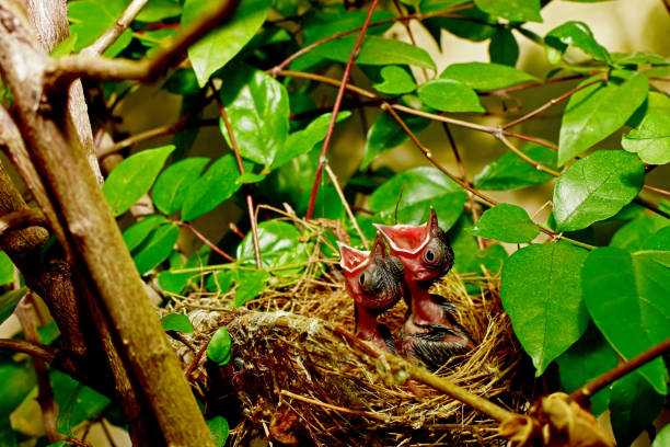 istock Birds waiting for the mother to feed 677730656