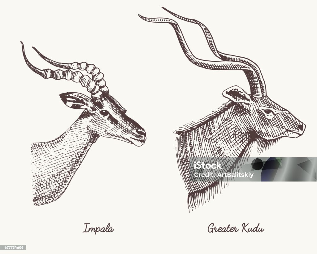 antelopes impala and greater kudu vector hand drawn illustration, engraved wild animals with antlers or horns vintage looking heads side view antelopes impala and greater kudu vector hand drawn illustration, engraved wild animals with antlers or horns vintage looking heads side view. Animal stock vector