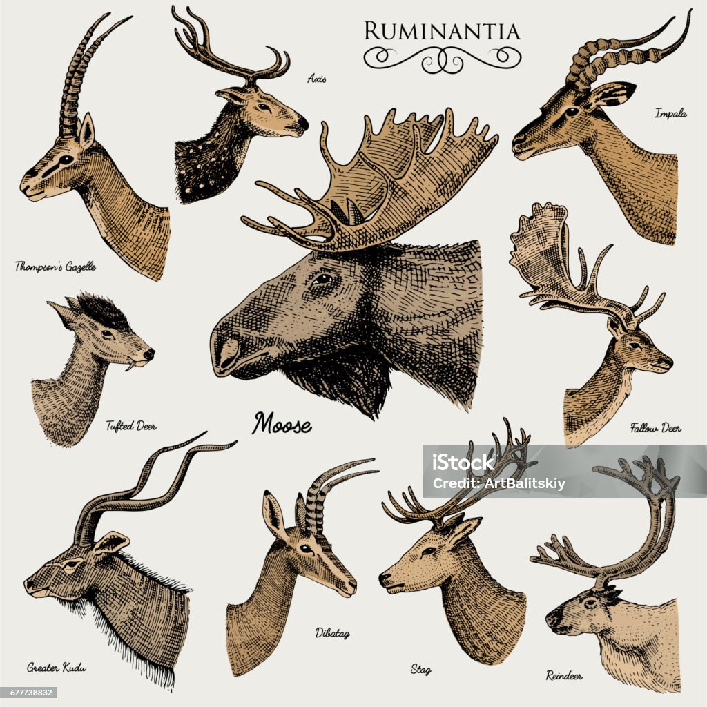 Big Set Of Horn Antlers Animals Moose Or Elk With Impala Gazelle And  Greater Kudu Fallow Deer Reindeer And Stag Doe Or Roe Deer Axis And Dibatag  Hand Drawn Engraved Stock Illustration -