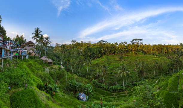 istock Rice fields Jatiluwih - Bali island Indonesia 677738886
