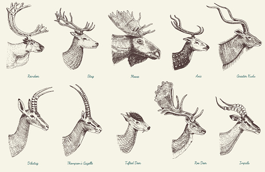 Big set of Horn, antlers Animals moose or elk with impala, gazelle and greater kudu, fallow deer reindeer and stag, doe or roe deer, axis and dibatag hand drawn, engraved.