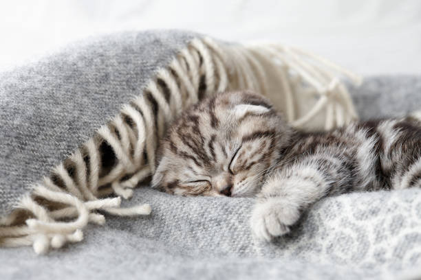 Cute scottish fold kitten sleeping Cute scottish fold kitten sleeping in soft blanket on wooden boards background black shawl wrap stock pictures, royalty-free photos & images