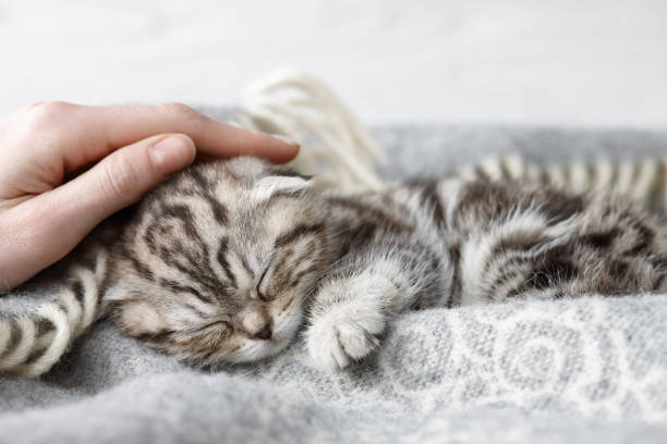 Stroking sleeping scottish fold kitten Cute scottish fold kitten sleeping in soft blanket black shawl wrap stock pictures, royalty-free photos & images