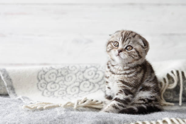 Cute scottish fold kitten sitting Cute scottish fold kitten sitting in soft blanket on wooden boards background scottish fold cat photos stock pictures, royalty-free photos & images