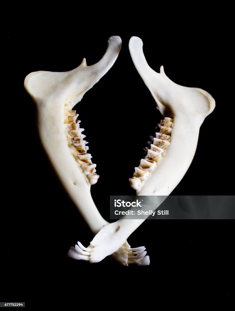 Animal Deer Jaw Bone Skeleton Stock Photo - Download Image Now - Anatomy,  Animal, Animal Body Part - iStock