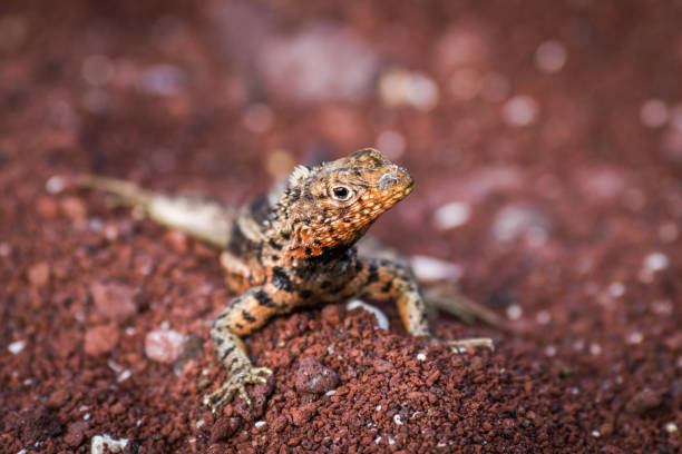 istock Lava lizard on pile of red sand 677753022