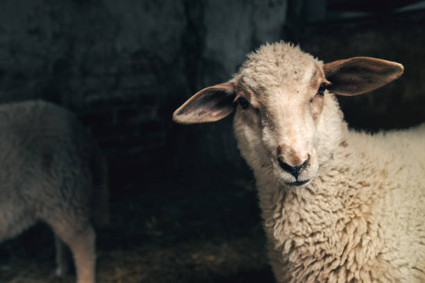istock Sheep lamb in farm barn 677762214