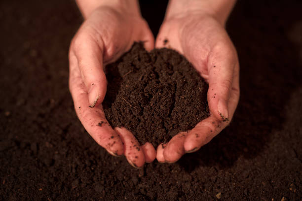 istock Quality soil in female gardener hands 677764434