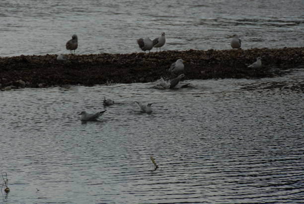 Flying and cleaning, bathing seagulls on the Mediterranean in Spain Flying and cleaning bathing seagulls on the Mediterranean sea in Spain möwe stock pictures, royalty-free photos & images