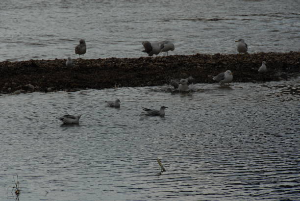 Flying and cleaning, bathing seagulls on the Mediterranean in Spain Flying and cleaning bathing seagulls on the Mediterranean sea in Spain möwe stock pictures, royalty-free photos & images