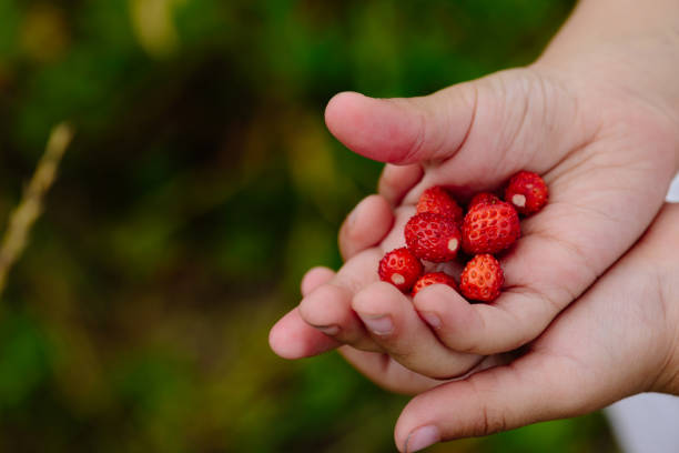 istock Small child hands offering fresh wild strawberries 677775324