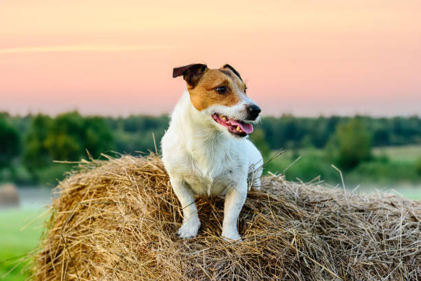 istock Country pastoral scene with dog sitting on haystack at sunset 677775370