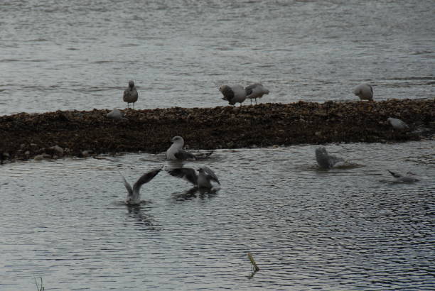 Flying and cleaning, bathing seagulls on the Mediterranean in Spain Flying and cleaning bathing seagulls on the Mediterranean sea in Spain möwe stock pictures, royalty-free photos & images