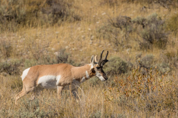 istock Pronghorn Antelope Buck in the Rut 677787314