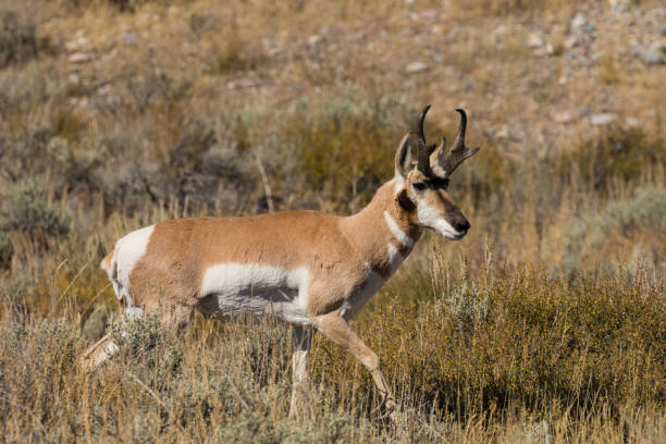 istock Pronghorn Antelope Buck in the Rut 677788126