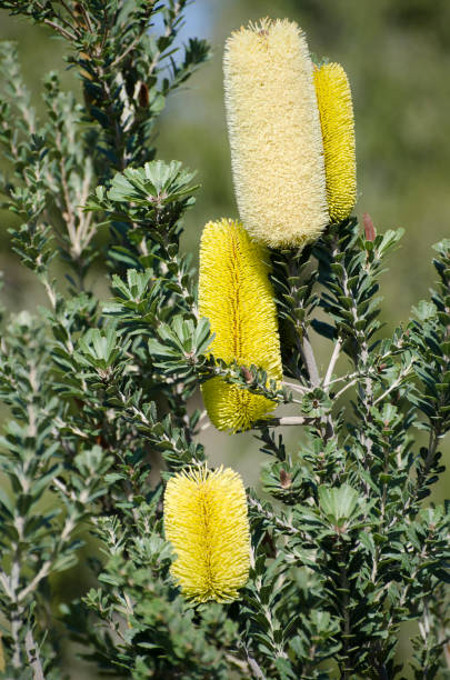 All yellow cultivar of cut-leaf banksia, Banksia praemorsa, an Australian native. Large flower head is blooming, others are still in bud.