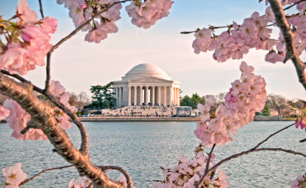 istock Cherry Blossom festival Washington DC 677799080