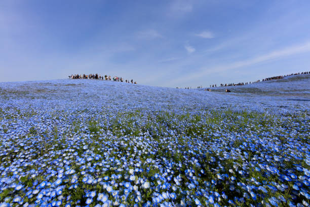 istock Hill of Nemophila 677799270