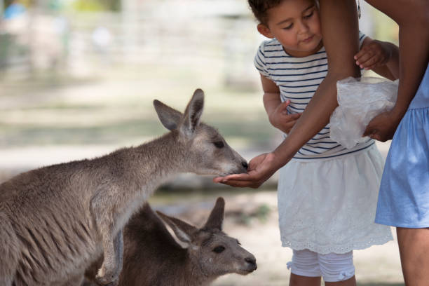 istock Mother and daughter feeding kangaroos. 677799752