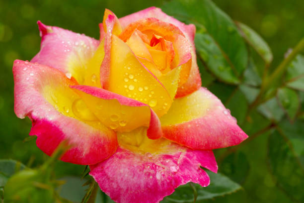 istock Yellow with pink edge noble rose 677802228