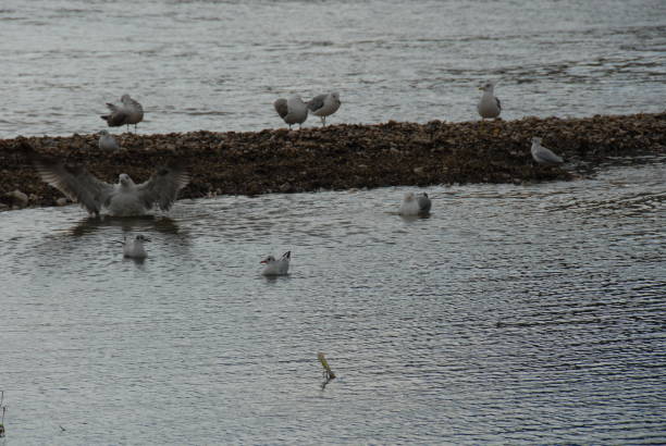 Flying and cleaning, bathing seagulls on the Mediterranean in Spain Flying and cleaning bathing seagulls on the Mediterranean sea in Spain möwe stock pictures, royalty-free photos & images