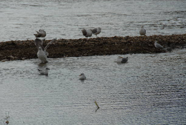 istock Flying and cleaning, bathing seagulls on the Mediterranean in Spain 677809856