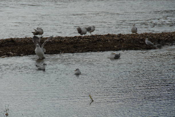 Flying and cleaning, bathing seagulls on the Mediterranean in Spain Flying and cleaning bathing seagulls on the Mediterranean sea in Spain möwe stock pictures, royalty-free photos & images