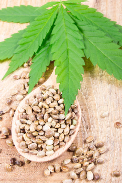 istock Cannabis leaf and seeds on wooden table. Close Up. 677812044