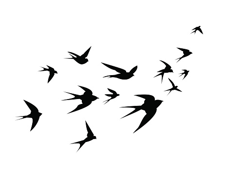 A flock of birds (swallows) go up. Black silhouette on a white background.