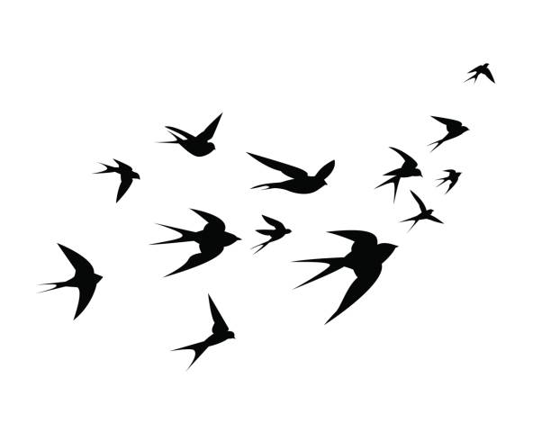 A flock of swallow birds go up A flock of birds (swallows) go up. Black silhouette on a white background. flock of birds stock illustrations