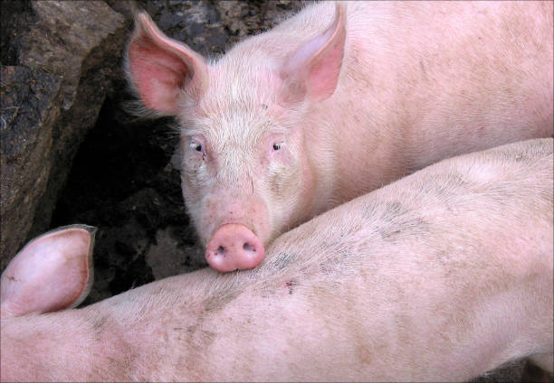 istock pink domestic  pig 677823554