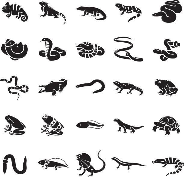 Reptiles & Amphibians vector icons 25 Reptiles & Amphibians glyph vector icons anaconda pic stock illustrations