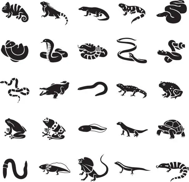 Vector illustration of Reptiles & Amphibians vector icons