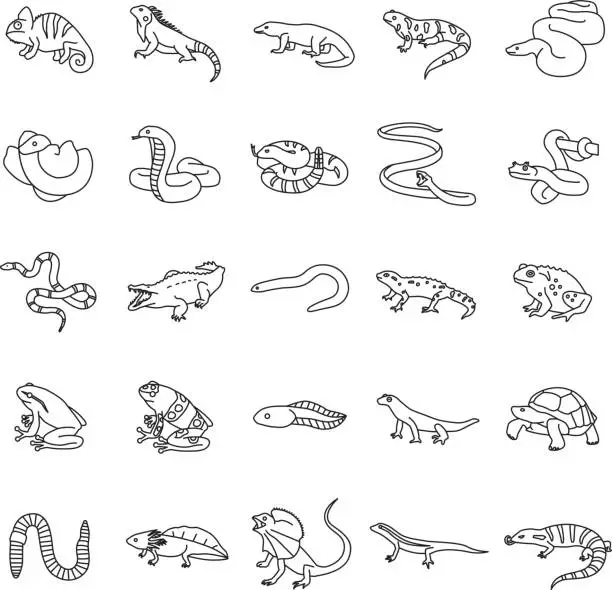 Vector illustration of Reptiles & Amphibians outlines vector icons