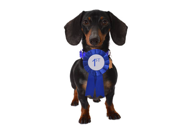 istock First Place Blue Ribbon Dachshund Dog 677824678