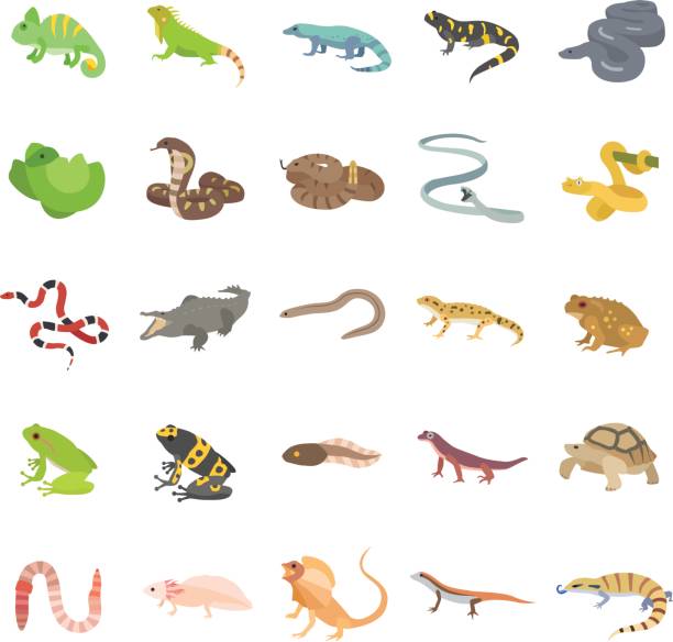 ilustraciones, imágenes clip art, dibujos animados e iconos de stock de reptiles y anfibios de color los iconos de vector - salamandra