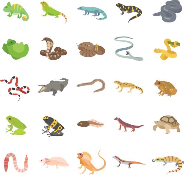 illustrazioni stock, clip art, cartoni animati e icone di tendenza di icone vettoriali di colore rettili e anfibi - lizard