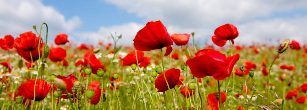 istock Poppies field in rays sun 677825260