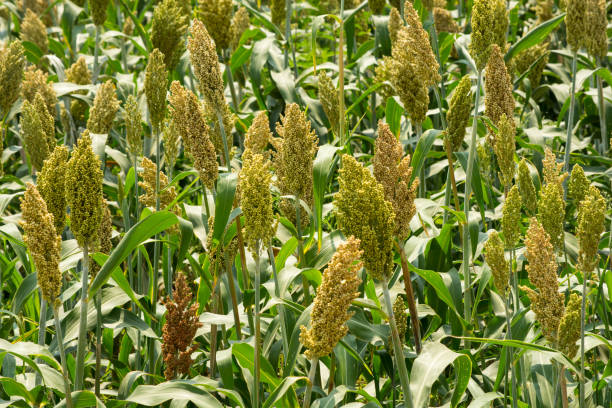 istock Millet Plants In The Field 677825536