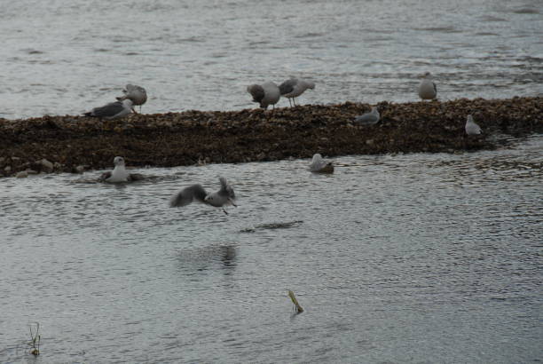 istock Flying and cleaning, bathing seagulls on the Mediterranean in Spain 677834338