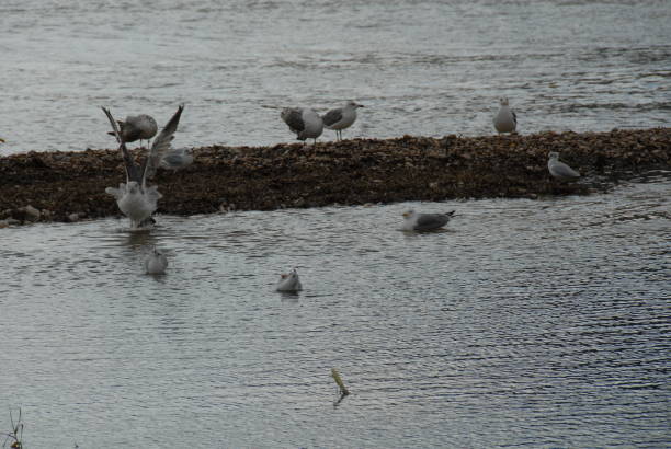 Flying and cleaning, bathing seagulls on the Mediterranean in Spain Flying and cleaning bathing seagulls on the Mediterranean sea in Spain möwe stock pictures, royalty-free photos & images