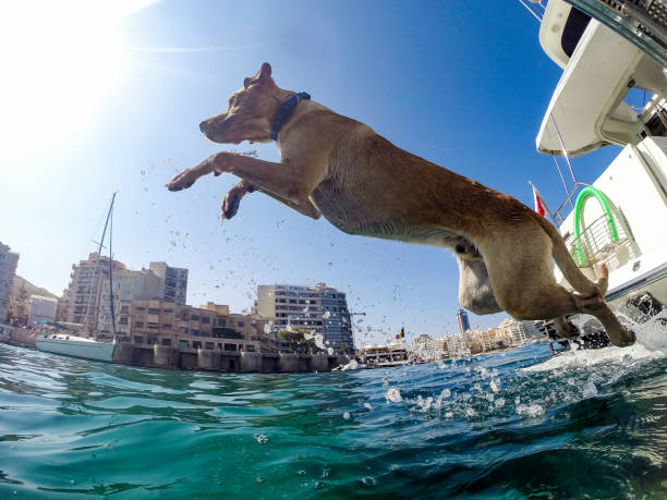 Labrador having fun on a yacht in Malta. Diving into the Mediterranean sea.
